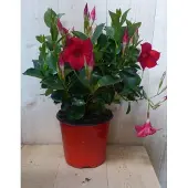 Warentuin Collection Dipladenia Mandevilla Sundaville rood h30 cm