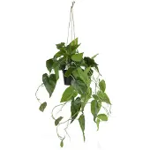 Coco Maison Philodendron in pot |