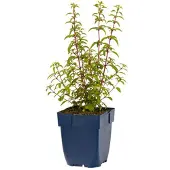 Griffioen - Fuchsia 'Riccartonii'