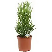 Intratuin Biologische Potloodplant (Euphorbia Tirucalli) D 17 H 45 Cm
