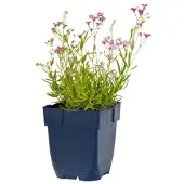 Griffioen - Gypsophila rep. 'Rosa Schonheit'