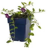 Griffioen - Vinca minor 'Atropurpurea'