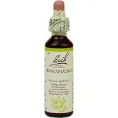 Bach Honeysuckle/kamperfoelie