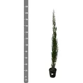 Green bubble Cupressus piramide - 210cm