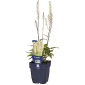Griffioen - Tiarella cordifolia