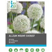 Intratuin Bloembollen Sierui (Allium 'Mount Everest') 3 Stuks