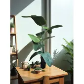 Nova Nature Strelitzia Nicolai medium green 160cm