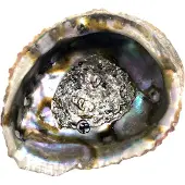 Jiri & Friends Abalone schelp