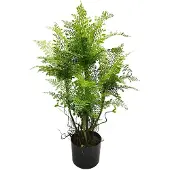 Buitengewoon Boet Kunstplant Spleenwort Varen - 81 cm