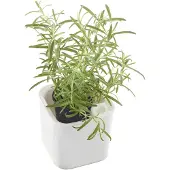 Orthex Kruidenpot , breedte: 120 mm, wit