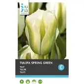 Intratuin Bloembollen Tulp (Tulipa 'Spring Green') 7 Stuks