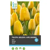 Intratuin Bloembollen Tulp (Tulipa 'Golden Apeldoorn') 10 Stuks