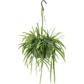 Green bubble Lepismium Bolivianum hangplant - 25 cm