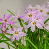 QFB Gardening Ipheion Charlotte Bishop | 25 stuks | Roze | verwilderend