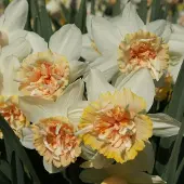 QFB Gardening Narcis Petit Four | 10 stuks | Dubbel | Roze | Wit | Narcissenbollen