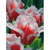 QFB Gardening Tulp Canasta | 10 stuks | Gefranjerd | Rood | Wit | Tulpenbollen