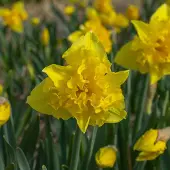 QFB Gardening Narcis Sailorman | 10 stuks | Splitcrown | Geel | Narcissenbollen