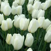 QFB Gardening Tulp Pays Bas | 10 stuks | Wit | Tulpenbollen | Snijbloem