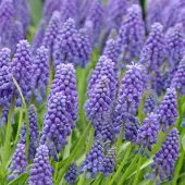 QFB Gardening Blauw druifje armeniacum (muscari) | 25 stuks | Blauw | Muscari bollen