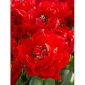 QFB Gardening Tulp Verona Love | 10 stuks | Dubbel vroeg | Rood | Tulpenbollen
