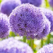QFB Gardening Allium Globemaster | Paars | Sierui Bollen | Snijbloem