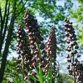 QFB Gardening Fritillaria persica | 6 stuks | Paars | Fritillaria Bollen