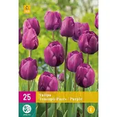 JUB - Tulipa Triumph Paars