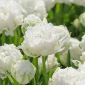 QFB Gardening Tulp Snow Crystal | 10 stuks | Dubbel laat | Gefranjerd | Wit