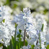 QFB Gardening Puschkinia libanotica | 75 stuks | Wit | verwilderend