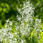 QFB Gardening Ornithogalum nutans | 15 stuks | Wit | Ornithogalumbollen