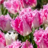 QFB Gardening Tulp Drakensteyn | 10 stuks | Gefranjerd | Roze | Wit | Tulpenbollen