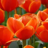 QFB Gardening Tulp Ad Rem | 10 stuks | Darwinhybride | Oranje | Tulpenbollen