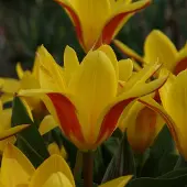 QFB Gardening Tulp Giuseppe Verdi | 10 stuks | Kaufmanniana | Geel | Rood