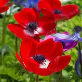 QFB Gardening Anemone Hollandia | 25 stuks | Rood | verwilderend | Snijbloem
