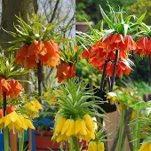 QFB Gardening Keizerskroon Pakket | 3 stuks | Meerkleurig | Snijbloem