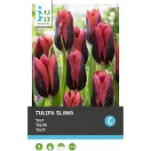 Intratuin Bloembollen Tulp (Tulipa 'Slawa') 10 Stuks