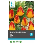 Intratuin Bloembollen Tulp (Tulipa 'Banja Luka') 10 Stuks
