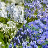 QFB Gardening Bloembollen Pakket Delfts Blauw | 250 stuks | Blauw | Wit