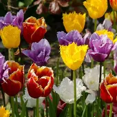 QFB Gardening Bloembollen Mix Gefranjerde Tulpen | 300 stuks | Meerkleurig |