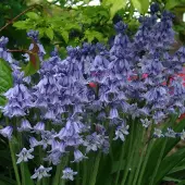QFB Gardening Spaanse boshyacint (Hyacinthoides) Excelsior | 45 stuks | Blauw