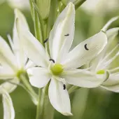 QFB Gardening Camassia leichtlinii Alba | 2 stuks | Wit | Camassiabollen