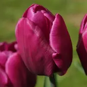 QFB Gardening Grootverpakking Tulp Purple Prince | 50 stuks | Enkel vroeg | Paars |