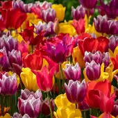 QFB Gardening Bloembollen Mix Tulpen Colourful Spring | 150 stuks | Voordeelverpakking