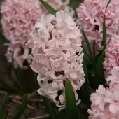 QFB Gardening Hyacint apricot passion | 5 stuks | Roze | Hyacintenbollen