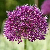 QFB Gardening Grootverpakking Allium Purple Sensation | 50 stuks | Paars | Voordeelverpakking