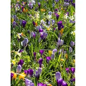 QFB Gardening Verwilderingsbollen Pakket | 600 stuks | Meerkleurig | Voordeelverpakking