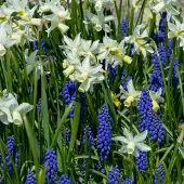 QFB Gardening Pizza Narcis Thalia & Muscari Armeniacum | 1 stuk | Blauw | Wit