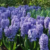 QFB Gardening Hyacint Delft Blue | 15 stuks | Blauw | Hyacintenbollen