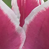 JUB - Tulipa Claudia, 8 bloembollen