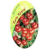 Warentuin Collection Prunus Avium Early Rivers fruitboom Zoete kers